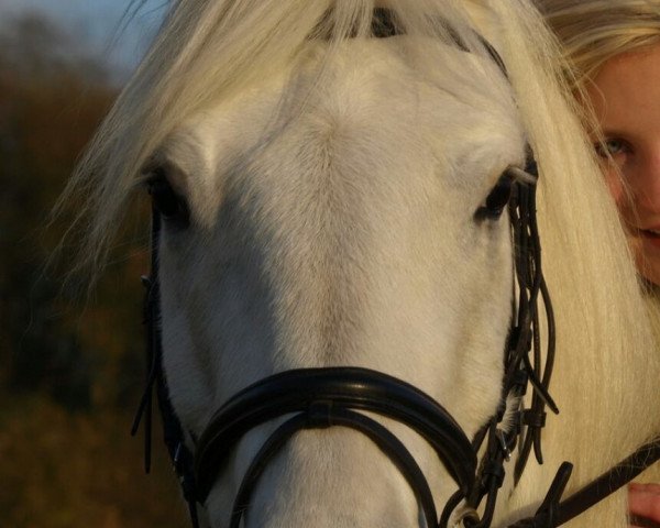 horse Caruso (Haflinger Mix, 2005)