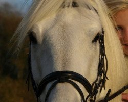 horse Caruso (Haflinger Mix, 2005)