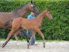 Springpferd For Future Z Imperio Egipicio (Zangersheide Reitpferd, 2016, von For Pleasure)