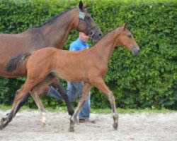 Springpferd For Future Z Imperio Egipicio (Zangersheide Reitpferd, 2016, von For Pleasure)