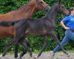 Springpferd Domina Vh Scheefkasteel Z (Zangersheide Reitpferd, 2016, von Dominator 2000 Z)