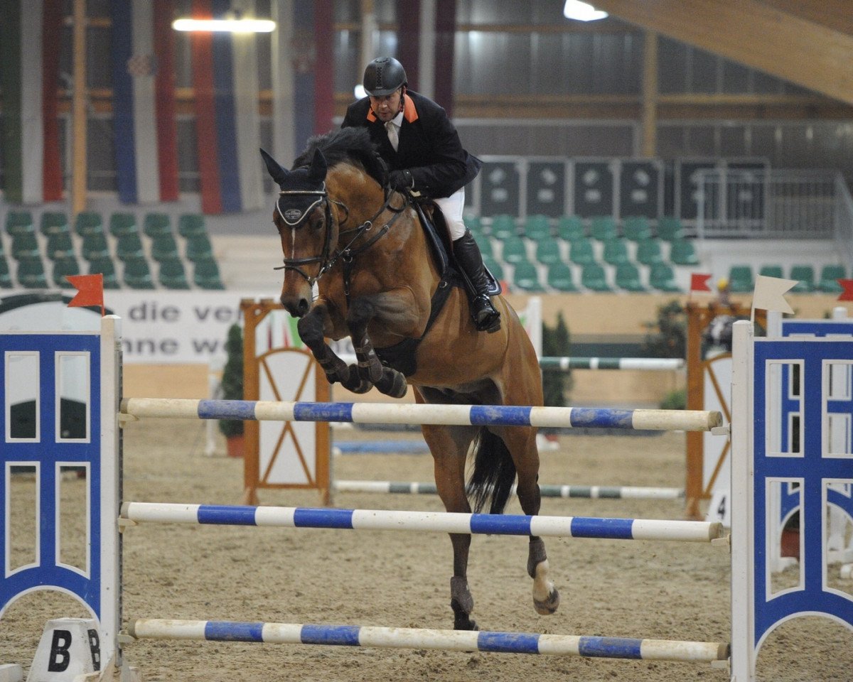 jumper Dutch Quidam (KWPN (Royal Dutch Sporthorse), 2008, from Quidam de Revel)