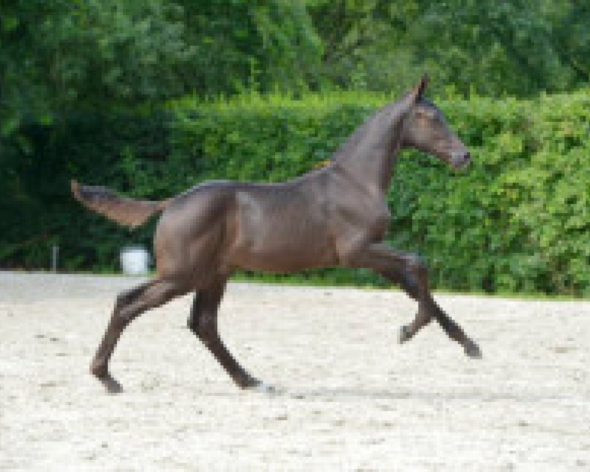 jumper Django Unchained Z (Zangersheide riding horse, 2016, from Dominator 2000 Z)