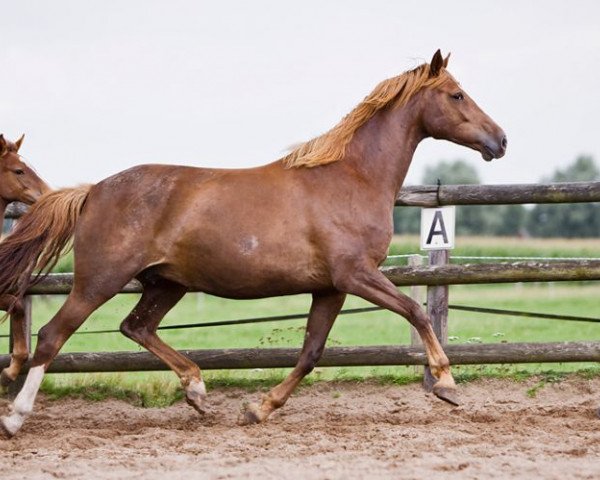 broodmare Aphrodite (KWPN (Royal Dutch Sporthorse), 2005, from Carthago)