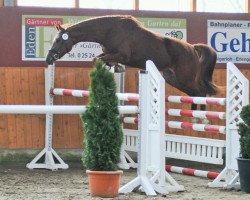 broodmare Püpchen (Westphalian, 2007, from Peking)