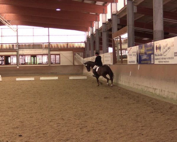 Reitturnier Appelhülsen 2019