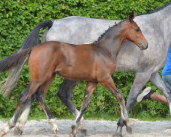 jumper Casanova di Talefra Z (Zangersheide riding horse, 2016, from Cornet Obolensky)