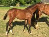 jumper Chic Olympique de Kreisker Z Imperio Egipicio (Zangersheide riding horse, 2016, from Cornet Obolensky)