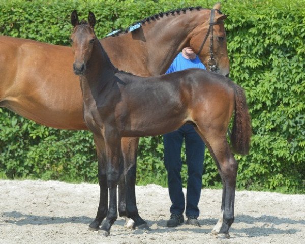 jumper Cornet's Comrade Z (Zangersheide riding horse, 2016, from Cornet Obolensky)