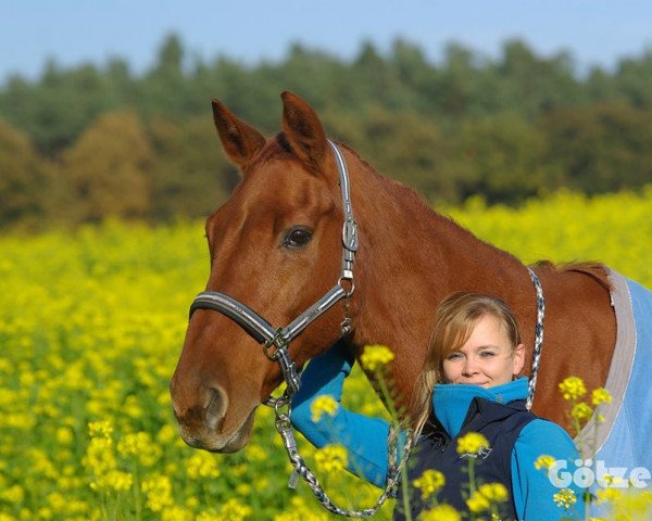 Springpferd It's Curt (Holsteiner, 1990, von Corrado I)