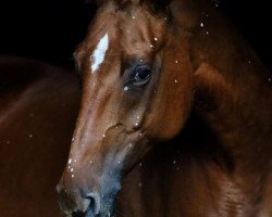 dressage horse Rinafleur (Westfale, 2004, from Royaldik)