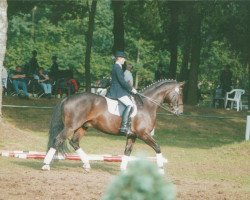 horse Wellington 197 (Hanoverian, 1995, from Weltruhm)