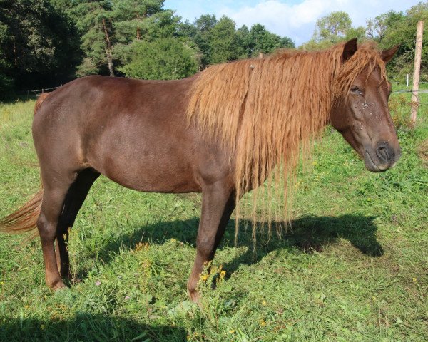 broodmare Uudam (mongolian horse, 2011)