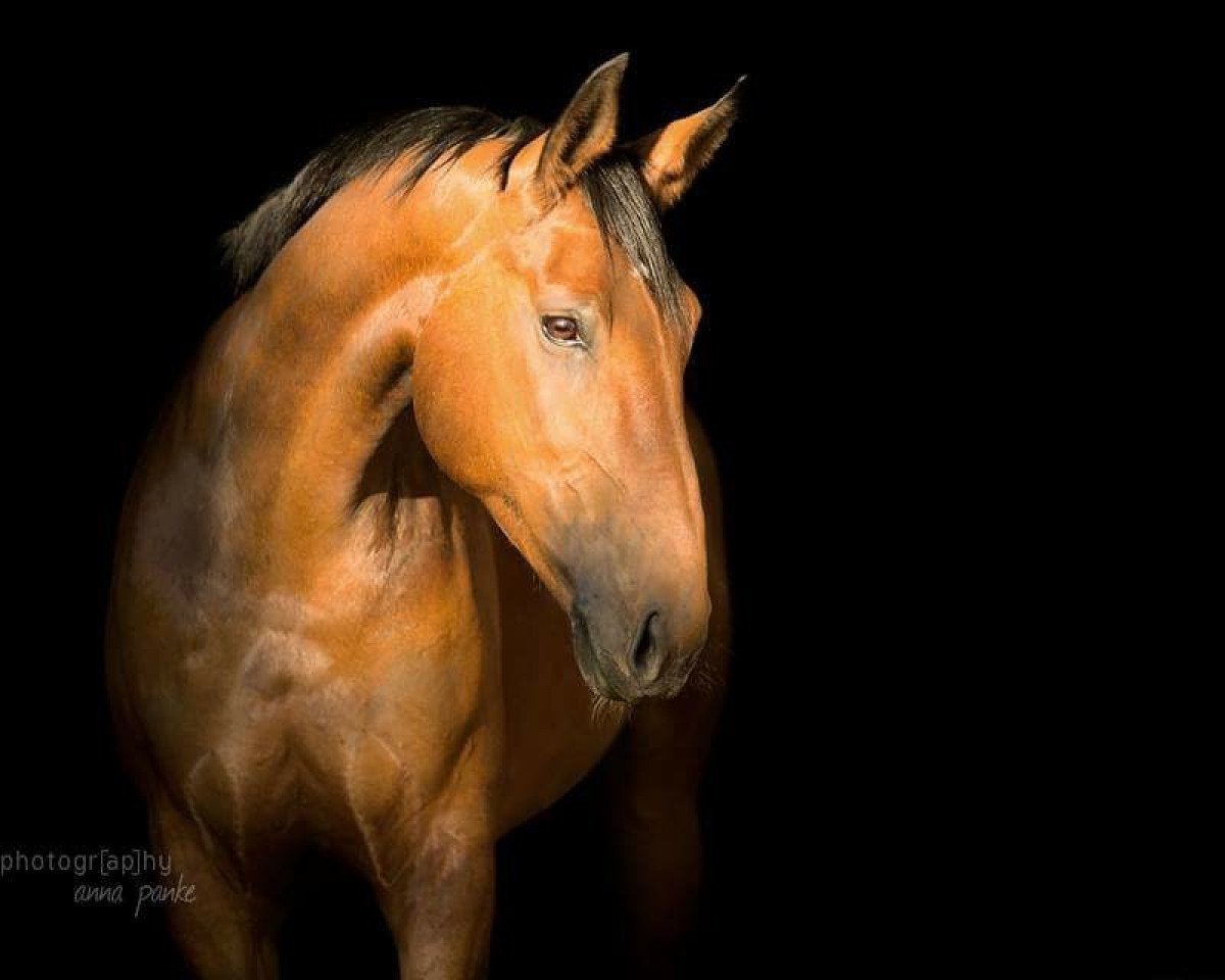 dressage horse Penelopee 6 (Rhinelander, 2008, from Platini M)