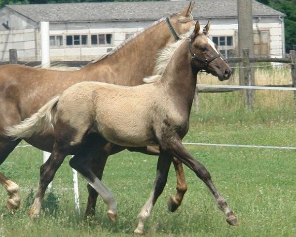 dressage horse Bankers Gold MD (Oldenburg, 2012, from Bretton Woods)