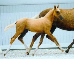 dressage horse Honeybee MD (Palomino, 2011, from Quantar MD)