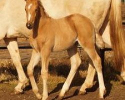 dressage horse Quadensee MD (Oldenburg, 2016, from Quaterback)