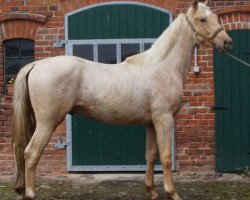 dressage horse Quarzit MD (Oldenburg, 2014, from Quaterback)