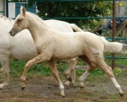 broodmare Nymphalis MD (German Sport Horse, 2010, from Quaterback)