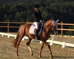 jumper Flying Sunset (Hanoverian, 2012, from Fürst Nymphenburg)