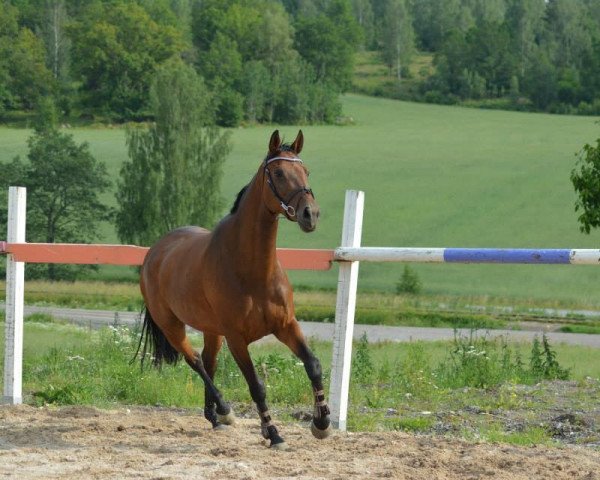 Pferd Rock My World (Westfale, 2007, von Rocket Star)