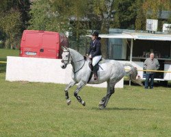 jumper La Luna (Oldenburg show jumper, 2003, from Lentimus)