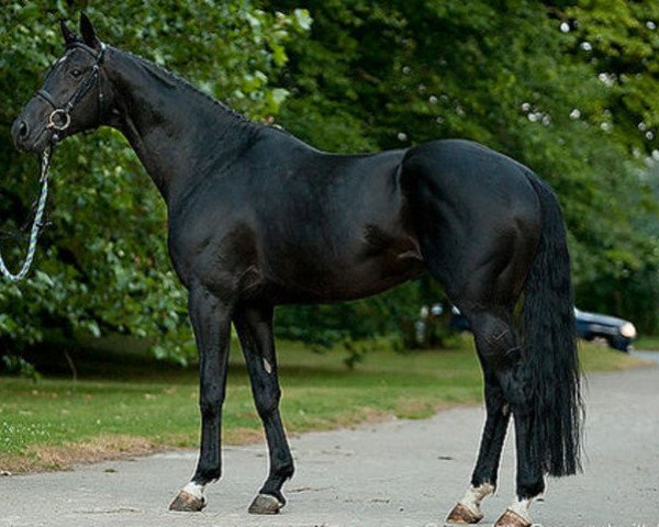 stallion Tanzpartner (Trakehner, 2005, from Schiffon)