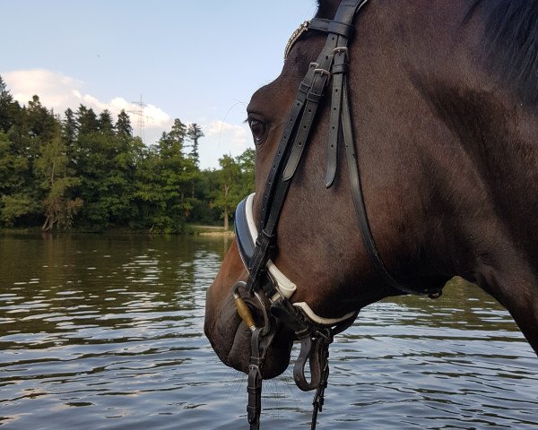 broodmare Minnie Mouse (Westphalian, 2005, from Quidam's Rubin)