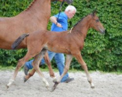 jumper Cornet's Dream JL Z (Zangersheide riding horse, 2016, from Cornet Obolensky)