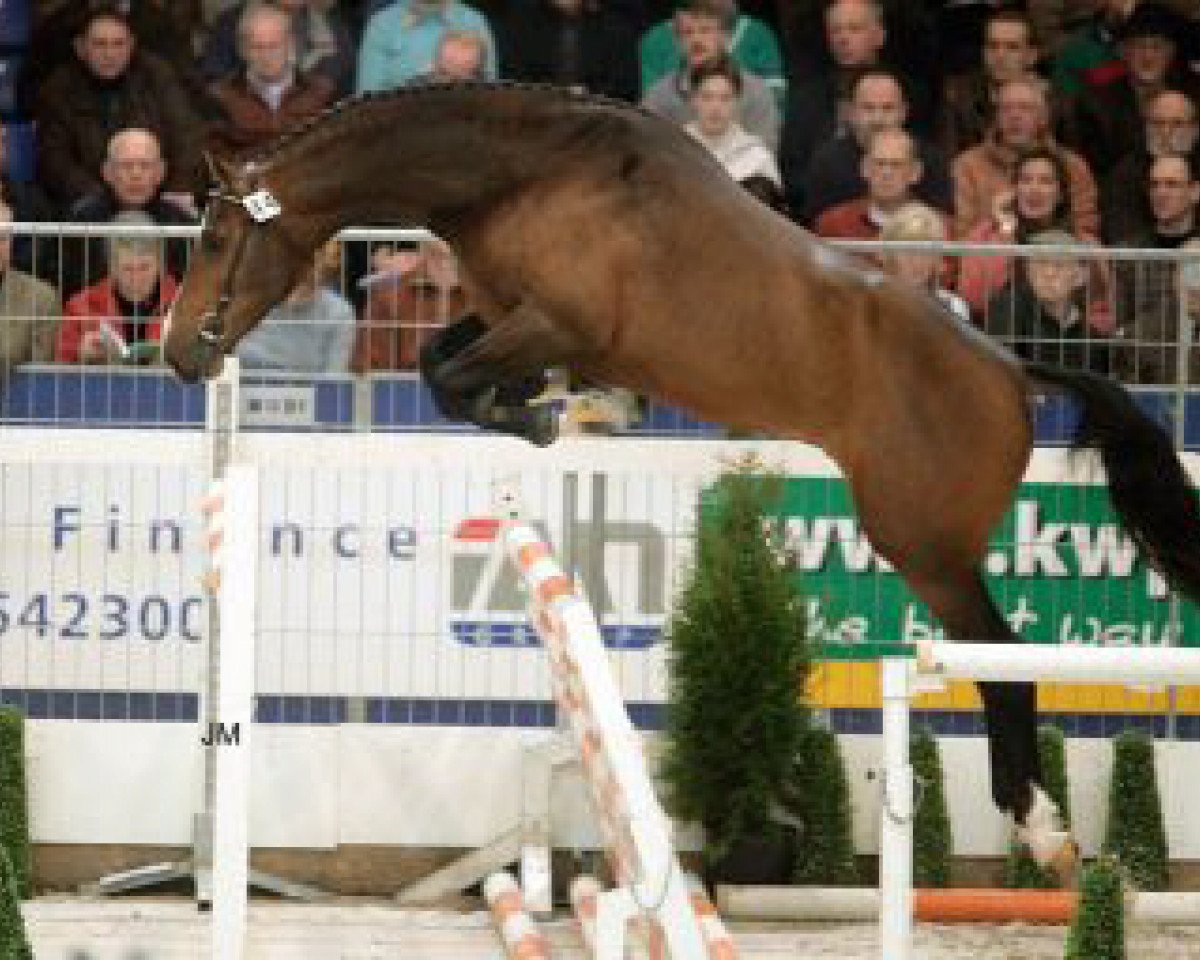 stallion Vermont (KWPN (Royal Dutch Sporthorse), 2002, from Carolus II)