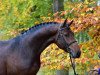 jumper Corico Z (Zangersheide riding horse, 2011, from Coriano)