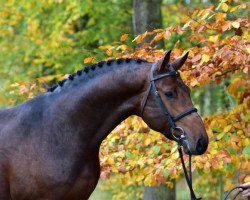 Springpferd Corico Z (Zangersheide Reitpferd, 2011, von Coriano)