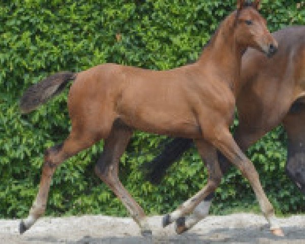 jumper Copain van de Bemsheide Z (Zangersheide riding horse, 2016, from Corico Z)