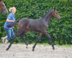 horse Chardonnay SK Z (Zangersheide riding horse, 2016, from Contendro I)