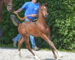 jumper Comme Cati Z (Zangersheide riding horse, 2016, from Cicero Z van Paemel)