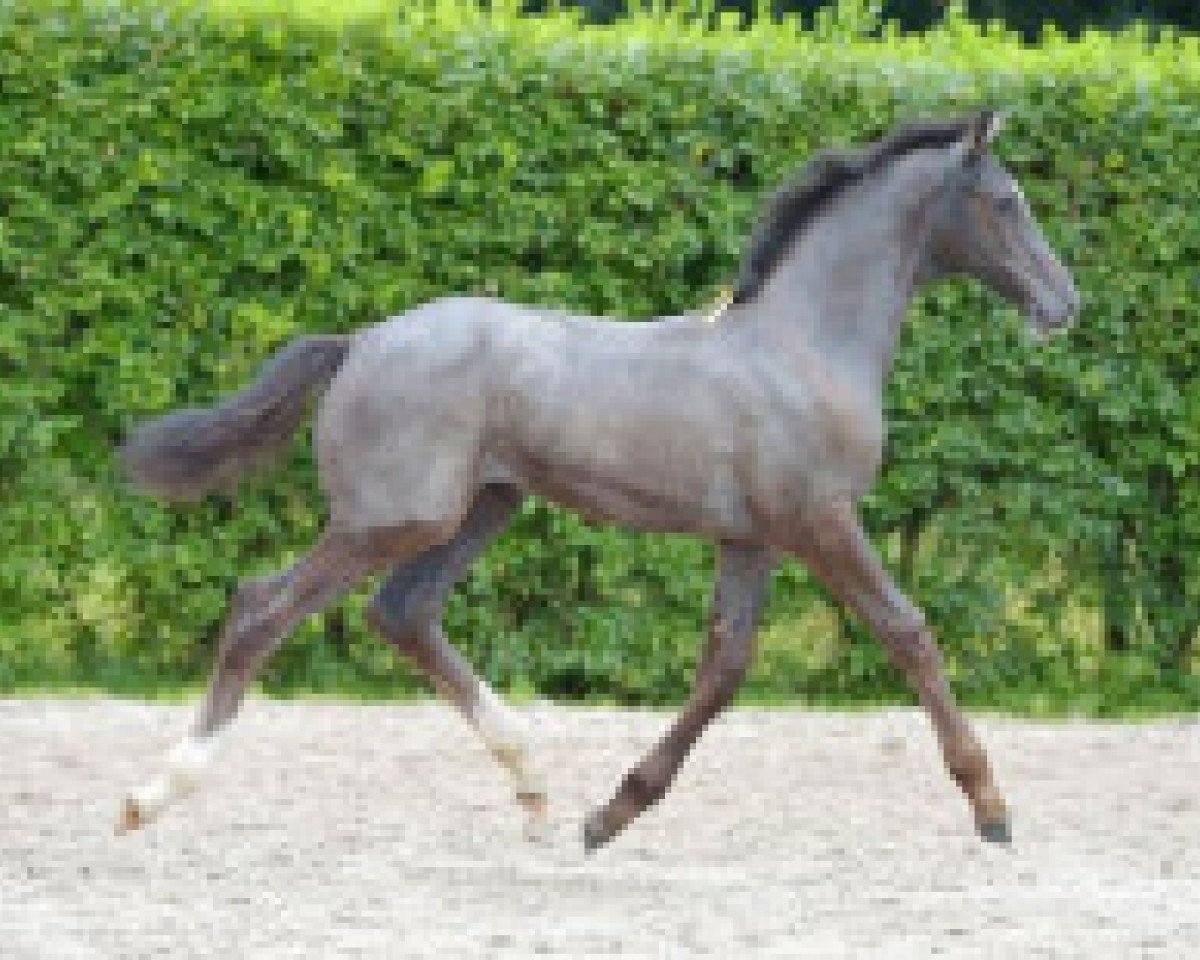 Springpferd Chukha de Barcenal Z (Zangersheide Reitpferd, 2016, von Casall Ask)