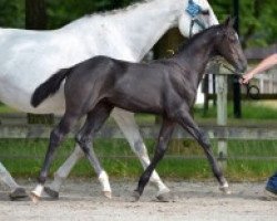 Springpferd Cinnaber van den Hoek Z (Zangersheide Reitpferd, 2016, von Casall)