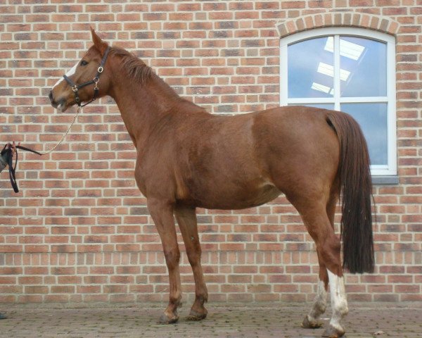 Zuchtstute Alanda K (Koninklijk Warmbloed Paardenstamboek Nederland (KWPN), 2005, von Taloubet Z)