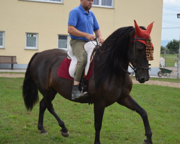 Zuchtstute Buscada (Pura Raza Espanola (PRE), 2011)