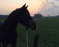 Dressurpferd Sue Ellen 19 (Trakehner, 2006, von Insterburg TSF)