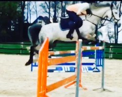 jumper Mr. Tabby T (German Riding Pony, 2008, from Mentos Charmeur)