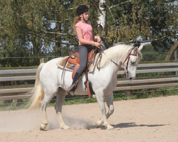 horse Riverstown Misty (Connemara Pony, 2012, from Wings of Justice)