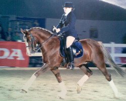 Pferd Playboy (Deutsches Reitpony, 1995, von Principal Boy)