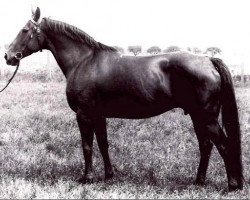 Zuchtstute Isabella (Sachsen-Anhaltiner, 1968, von Ipikur)