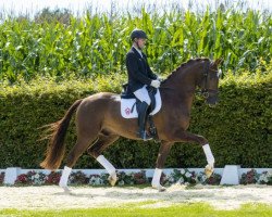 dressage horse van Der Veen (Westphalian, 2013, from Vitalis)