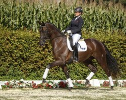 dressage horse Djourou (Westphalian, 2013, from Damon Hill)