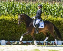 dressage horse Franzis (Westphalian, 2013, from Franziskus FRH)