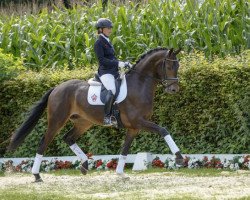 dressage horse Rossini (Westphalian, 2013, from Rubinio NRW)