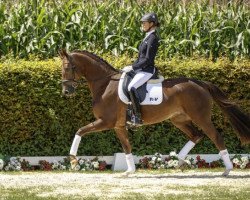 dressage horse Stella 1083 (Westfale, 2013, from Sir Heinrich OLD)