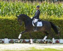 dressage horse Romano (Westphalian, 2013, from Ribery Gold)